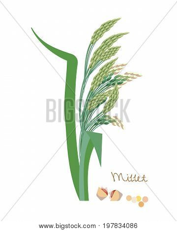 Concept of cereal seed plant with leaves. Vegetarian or vegan healthy diet nutrition food and porridge ingredient for grocery store. Vector illustration isolated on white background.