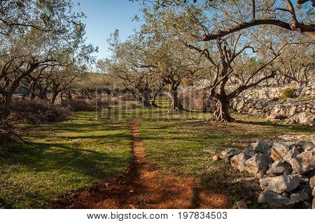 Olive grove an stone walls near the city of Cres