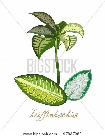 Tropical forest herbs and plants with leaves, flowers. Beautiful tropical exotic diffenbachia with leaves. Vector illustration isolated on white background.