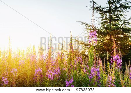 wild flower meadow through sunlight. Beauty world