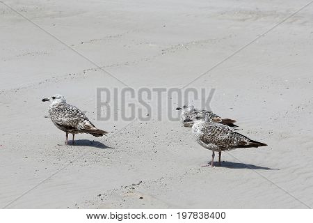 Three gulls have a rest on a sandy beach in Kolobrzeg Poland