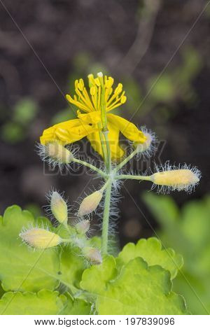Yellow flowers tetterwort on a bokeh background