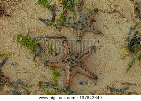 Red Starfish On The Beach