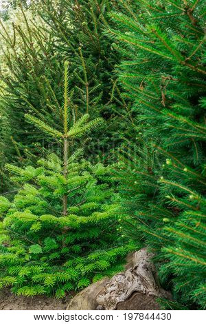 Small nordmann fir in the forest at sunshine