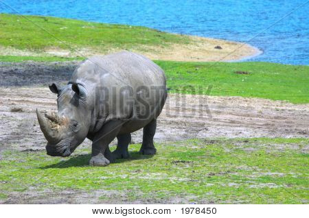 Velké Rhinoceros