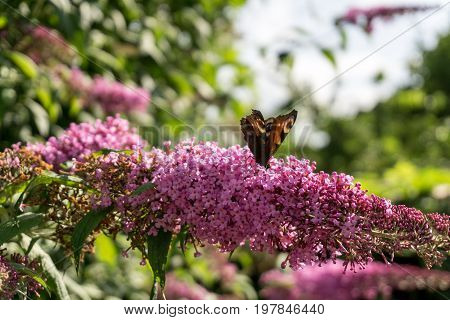 Purple flowers with butterflies -  at sunshine