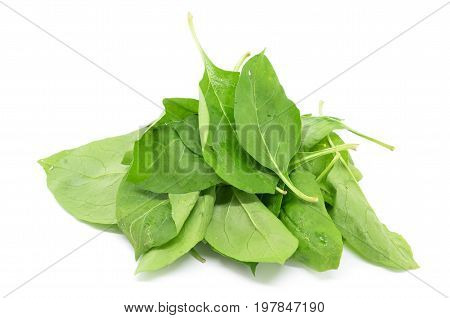 Matrimony Vine Leaf