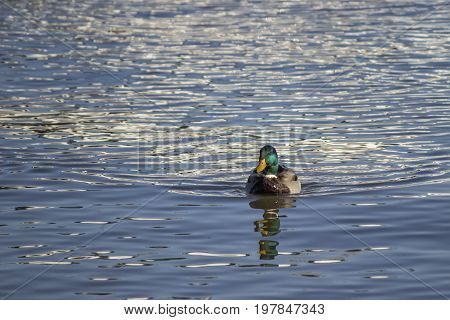Mallard Male Duck Is Swimming