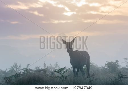 Silhouette Of Red Deer (cervus Elaphus)  Hind Or Female On A Cold Crisp Morning On Cloudy Sunrise