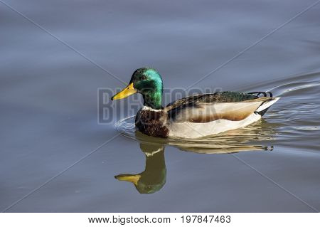 Mallard Male Duck Is Swimming 2