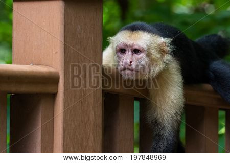 White-headed Capuchin - Cebus Capucinus