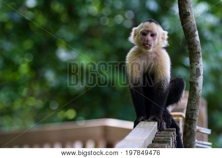 White-headed Capuchin - Cebus Capucinus