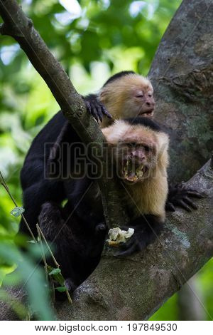 White-headed Capuchin - Cebus Capucinus