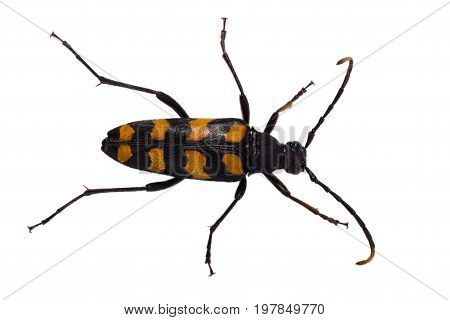 Longhorn beetle - Leptura quadrifasciata Strangalia quadrifasciata is a species of beetle in the family Cerambycidae
