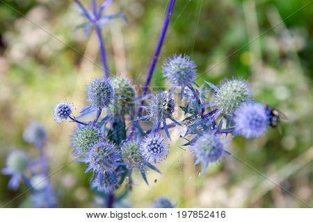 The Eryngium plant (the amethyst sea holly)