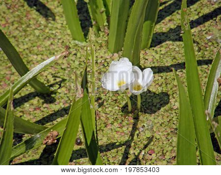 The corpuscle is ordinary or aloe-like. Summer flowers. Very beautiful image.