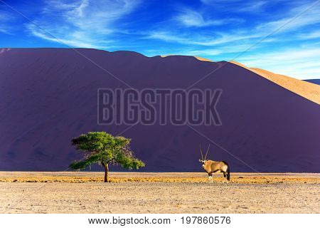  The concept of extreme and exotic tourism. African Oryx gaselle standing at the dune. Sunset in the Namib Desert. Namibia, South Africa