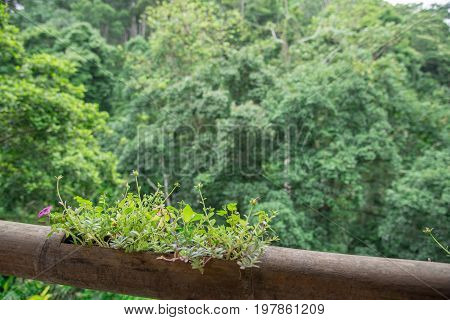 A flower is rose moss or Portulaca in bamboo pot background with green forest
