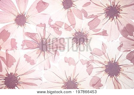 Dried galsang flower petal background