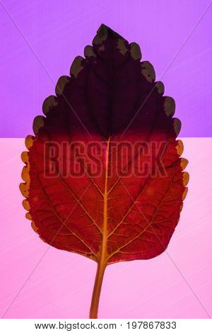 froral composition