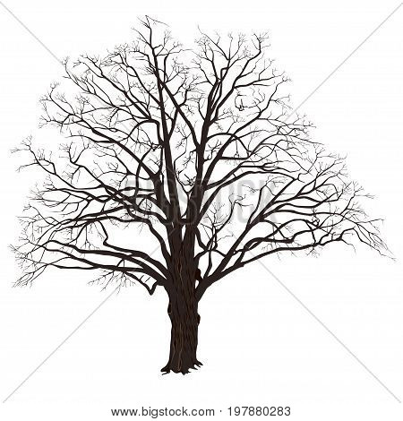 Winter oak (Quercus) with fallen leaves the color vector image on a white background