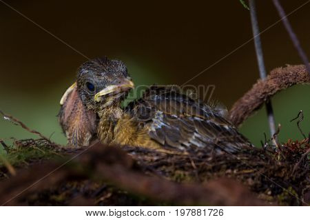 Baby Yiguirro - Clay Colored Thrush