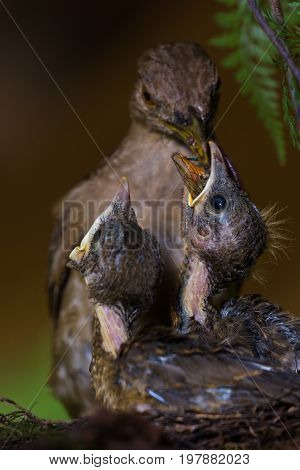 Baby Yiguirro - Clay Colored Thrush