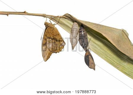 Isolated Emerging Of Common Duffer Butterfly ( Discophota Sondaica Boisduval ) From Chrysalis And Ma