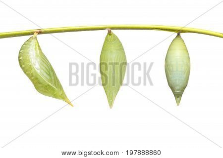 Isolated Chrysalis Of Common Duffer Butterfly ( Discophota Sondaica Boisduval ) Hanging On Twig