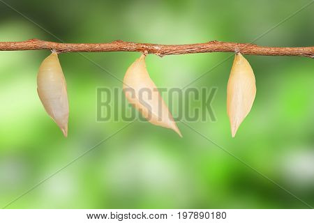 Chrysalis Of Common Duffer Butterfly ( Discophota Sondaica Boisduval ) Hanging On Twig