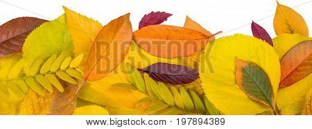 Color colorful autumn leaves close up green red