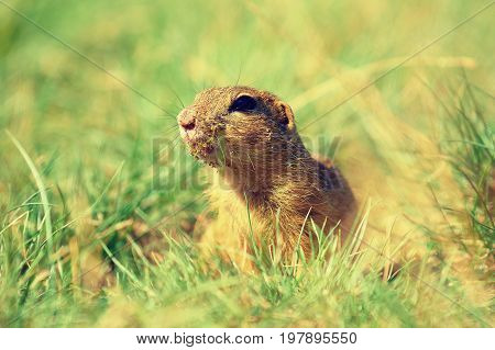 Cute European Ground Squirrel. Lovely Gnawer Feeding In Grass(spermophilus Citellus)
