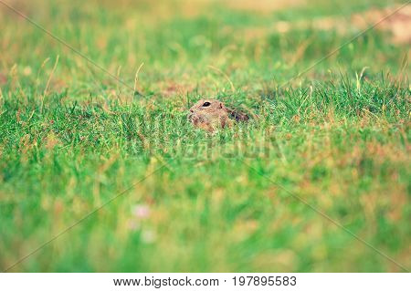 Cute European Ground Squirrel. Lovely Gnawer Feeding In Grass(spermophilus Citellus)