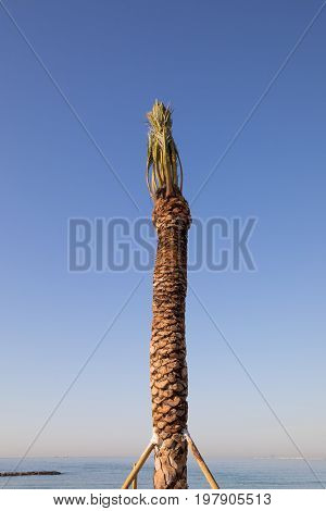 Detail Of Freshly Planted Palm Tree