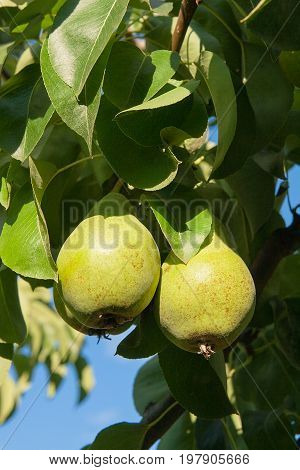 Shiny Delicious Pears Hanging From A Tree Branch In The Orchard..
