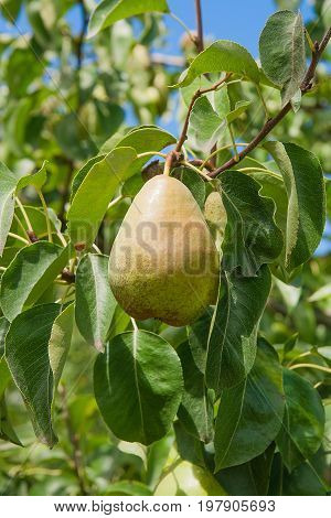 Shiny Delicious Pears Hanging From A Tree Branch In The Orchard..