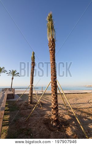 Two Freshly Planted Palm Trees In Beach Of Benicassim