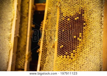 Young bees, male drones on a honeycomb frame in waxen honeycombs