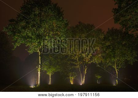 Trees in the night under ray lights