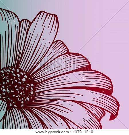 Flower chrysanthemum - beautiful poster, botany. close-up. Color sketch, red gradient. Close-up - seasonal flower - beautiful postcard. Idea for a tattoo. Author gradient