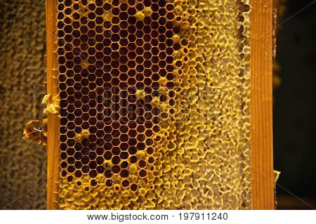 Young bees, male drones on a honeycomb frame in waxen honeycombs