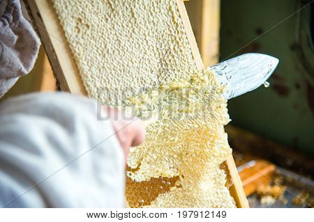 The beekeeper separates the wax from the honeycomb frame. A special knife for separating the wax from the frame with honey