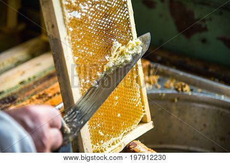 The beekeeper separates the wax from the honeycomb frame. A special knife for separating the wax from the frame with honey
