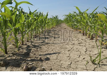 Young, green corn which is growing on the cracked foeld