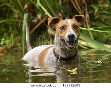 Jack Russel terrier in the lake JRT