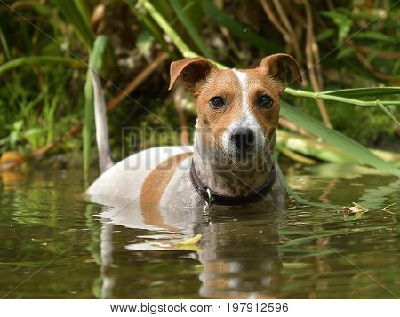 Jack Russel terrier in the lake JRT