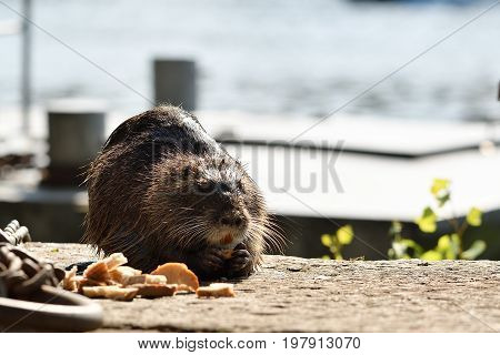 Nutria is eating on Vltava river bank in the Prague Czech Republic