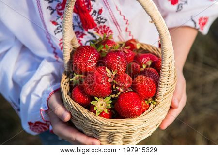 Closeup Of Woman's Hands Holding Basket With Organic Garden Summer Strawberry Berries. Healthy Lifes