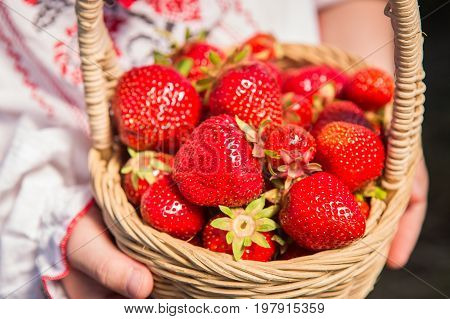 Closeup Of Woman's Hands Holding Basket With Organic Garden Summer Strawberry Berries. Healthy Lifes