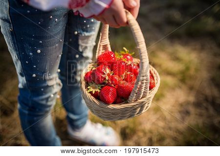 Closeup of woman's hands holding basket with organic garden summer strawberry berries. Healthy lifestyle and healthy eating. Vegetarian snack.Fruit and berries.